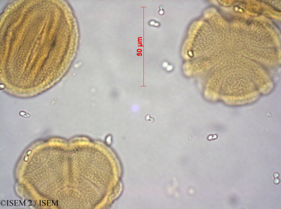 ISEM 2/Ruttya_ovata_37621/Ruttya_ovata_37621_0001(copy)_thumb.jpg